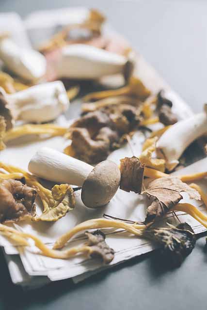 Mykotherapie Heilpilze Tierarztpraxis Schönenstein